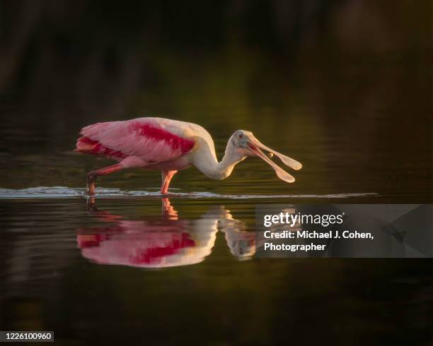 roseate spoonbill feeding with reflection - lepelaar stockfoto's en -beelden