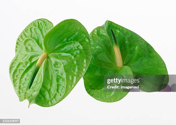 Anthurium High-Res Stock Photo