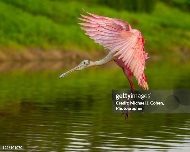 roseate spoonbill landing in pond - löffler stock-fotos und bilder