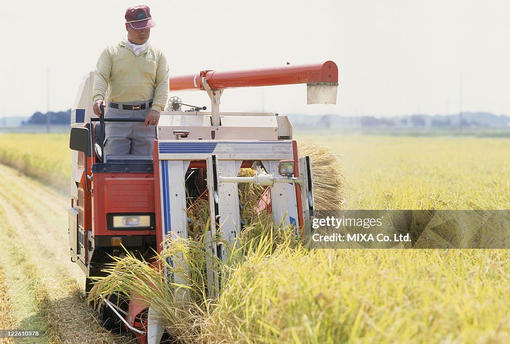 Farmer harvesting rice