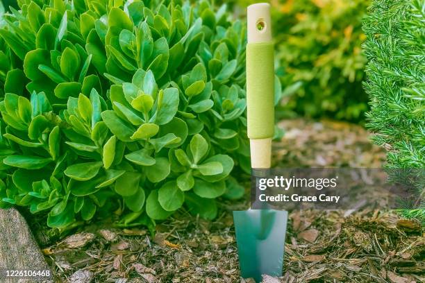 trowel in garden bed - mulch stock pictures, royalty-free photos & images