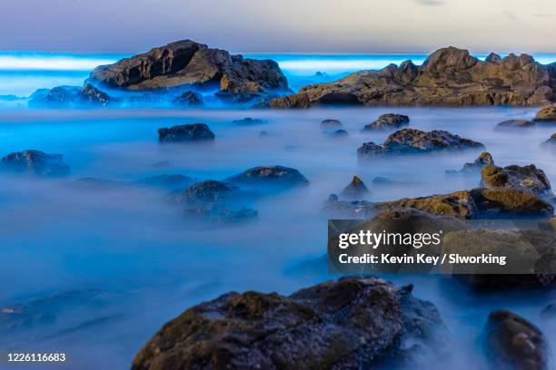 beautiful blue bioluminescence on rocks at scripps coastal reserve - bioluminescence 個照片及圖片檔