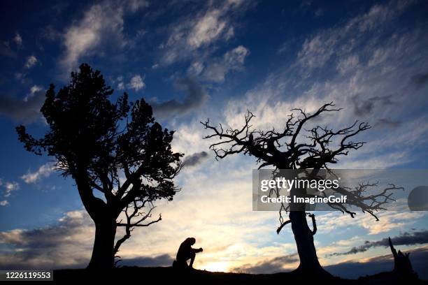 silhouette of man on his knees in prayer with twisted pines - redemption stock pictures, royalty-free photos & images