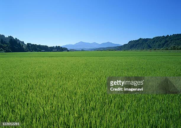 rice paddy - prefeitura de niigata imagens e fotografias de stock