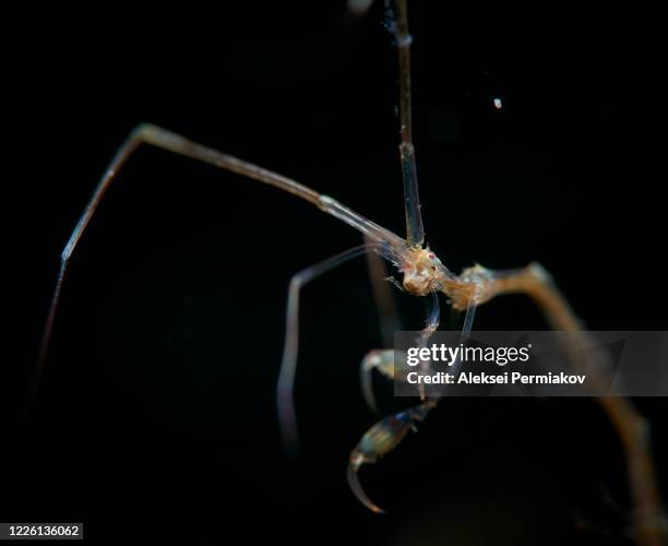 skeleton shrimp close-up - skeleton shrimp stock pictures, royalty-free photos & images