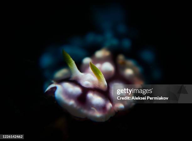 Phyllidia 124 Phyllidia Sea Slug Stock Photos, High-Res Pictures, and Images ...