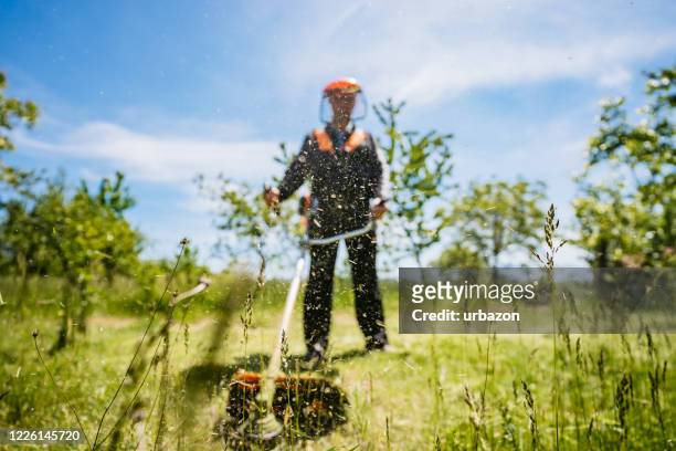 senior man mows ett gräs - rensa ogräs bildbanksfoton och bilder