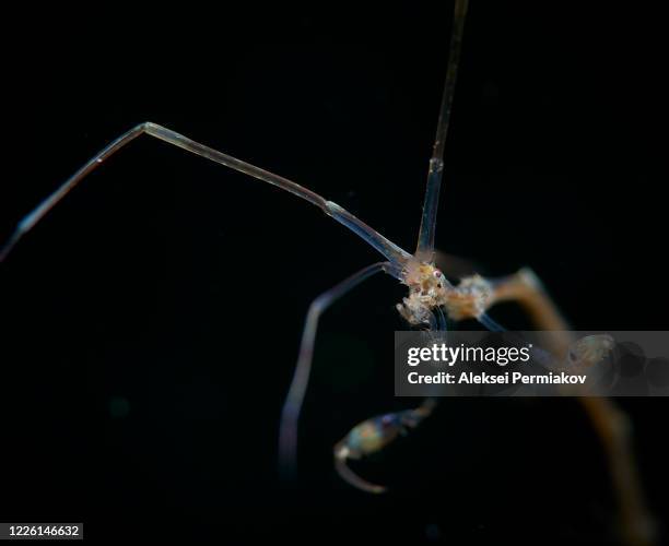skeleton shrimp close-up - skeleton shrimp stock pictures, royalty-free photos & images