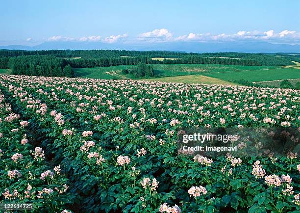 potato field - hokkaido potato stock pictures, royalty-free photos & images