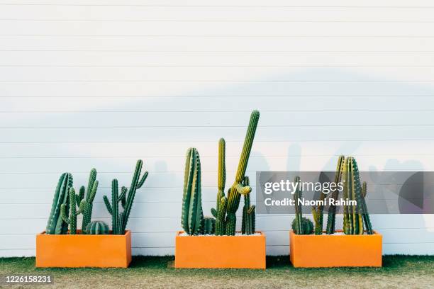 three cactus plant boxes against a mid century modern-style white brick wall, in a confined urban space, home garden idea - cactus stock pictures, royalty-free photos & images