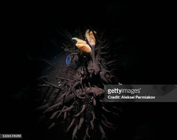 black hairy frogfish - anglerfish stock pictures, royalty-free photos & images