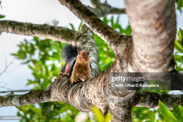 malabar giant squirrel photo taken from a forest in kerala - malabar giant squirrel photos et images de collection