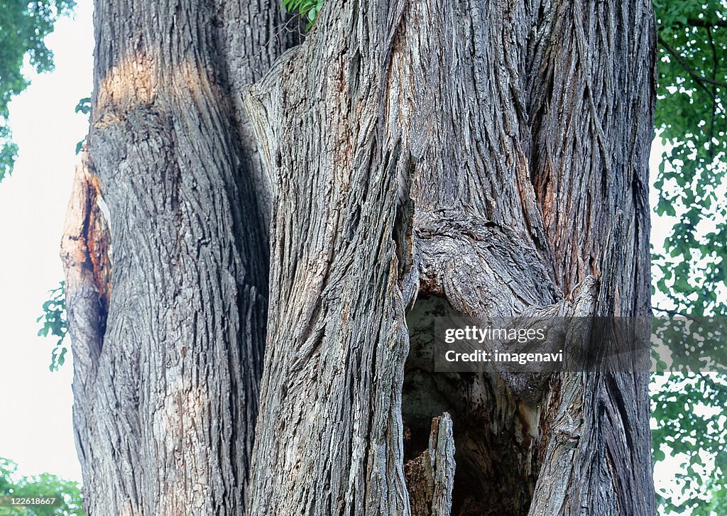 Japanese Elm