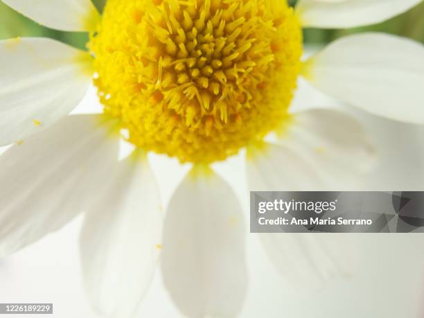 daisy flowers (field chamomile - anthemis arvensis) macro photography - biosphere planet earth stockfoto's en -beelden