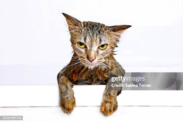 you've got to be kitten me! - wet cat stock pictures, royalty-free photos & images