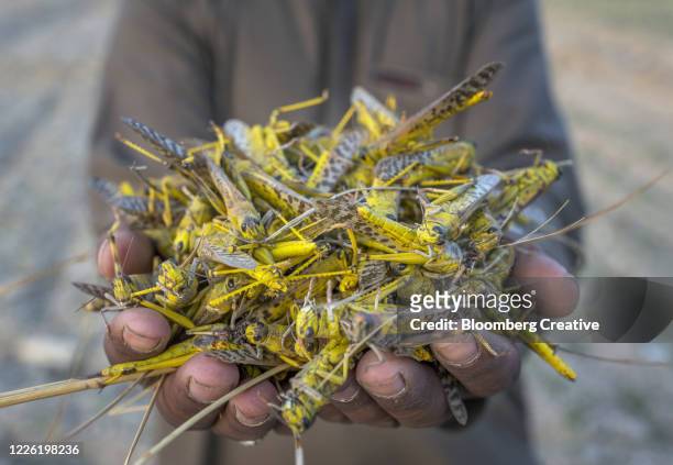 a group of locusts - wanderheuschrecke stock-fotos und bilder
