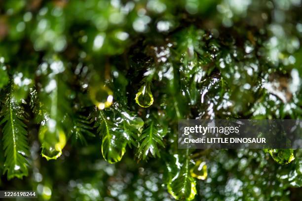 phoenix moss (fissidens nobilis griff.) with mountain drops - mt dew stock pictures, royalty-free photos & images