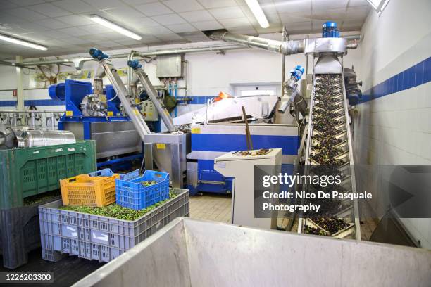 extra virgin olive oil production - conveyor belt fruit stock pictures, royalty-free photos & images