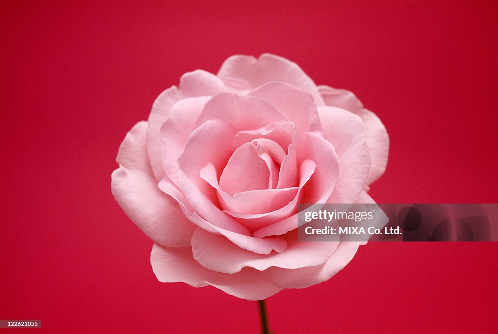 Pink rose