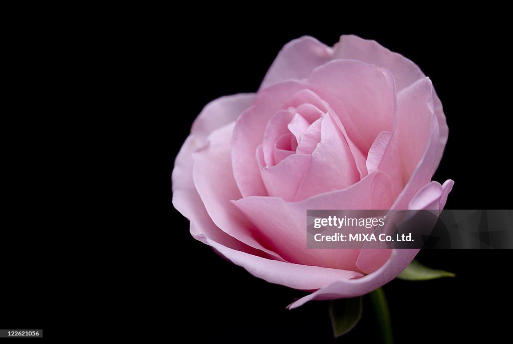 Pink rose