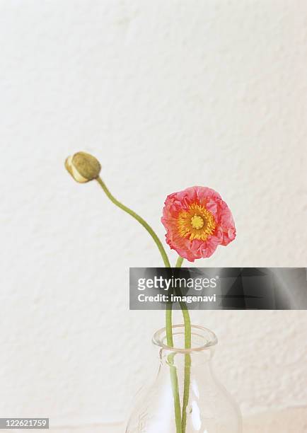 poppy in a glass vase - poppies in vase stock pictures, royalty-free photos & images