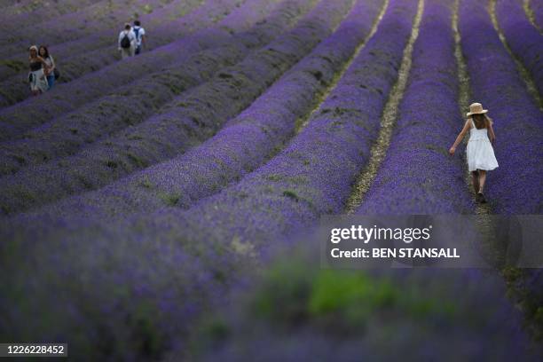 People walk through the public field during the lavender harvest at Castle Farm Lavender in south-east England on July 11 as sales of lavender...