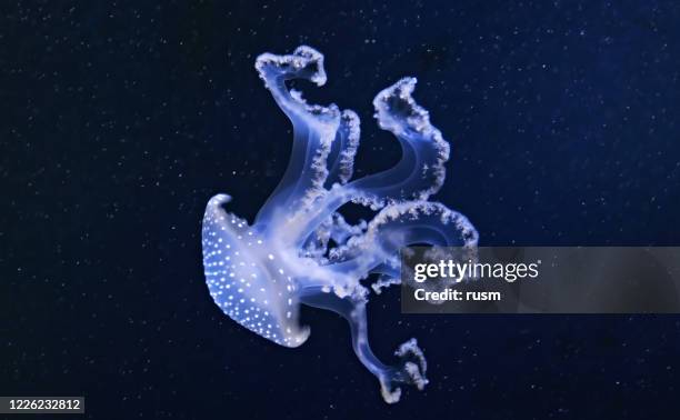 white-spotted jellyfish (phyllorhiza punctata), known as the floating bell, australian spotted jellyfish, brown jellyfish. - medusa stock pictures, royalty-free photos & images