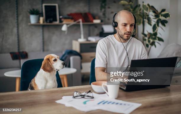 man working on laptop at home, his pet dog is next to him on chair - freelance work stock pictures, royalty-free photos & images