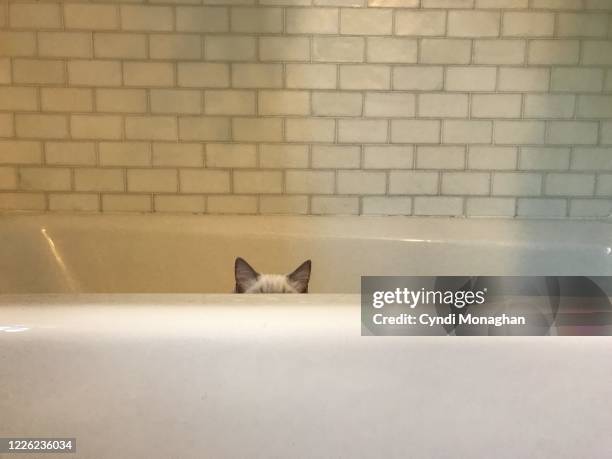 white cat hiding in a bathtub - camouflaged cat ストックフォトと画像