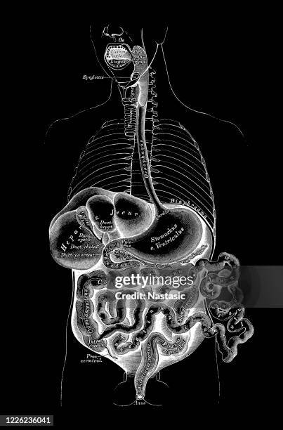 stockillustraties, clipart, cartoons en iconen met menselijke interne organen, spijsverteringsstelsel - lever inwendig orgaan