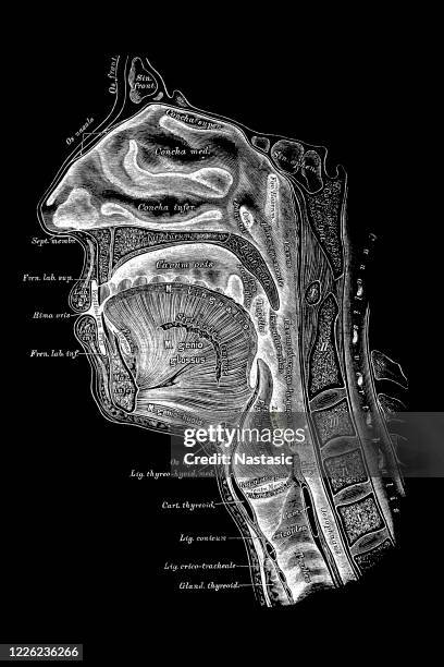 median section through the nasal, oral, pharynx and larynx cavities - pharynx stock illustrations