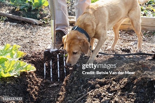 Dog is sniffing the freshly digged ground at allotment. Dog is sniffing the freshly digged ground at allotment.
