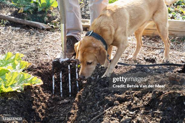 dog is sniffing the freshly digged ground at allotment. - dog digging in garden stock pictures, royalty-free photos & images