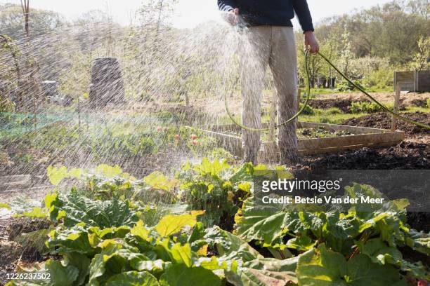 man waters vegetables with garden hose. - garden hose foto e immagini stock
