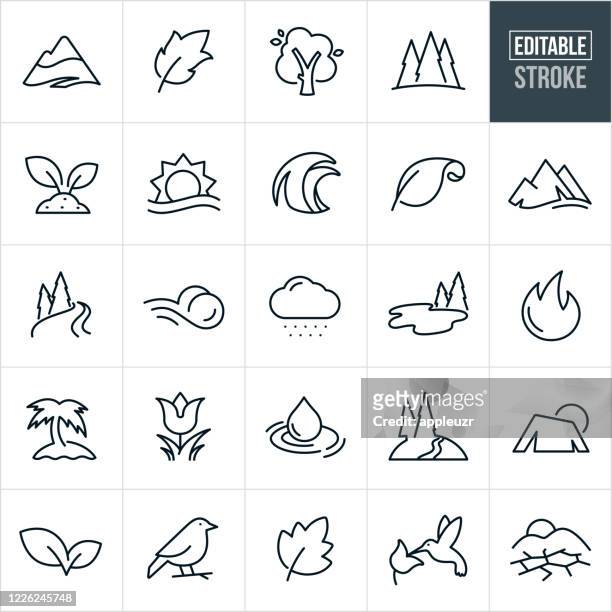 stockillustraties, clipart, cartoons en iconen met symbolen van de natuur dunne lijn pictogrammen - bewerkbare lijn - naaldboom