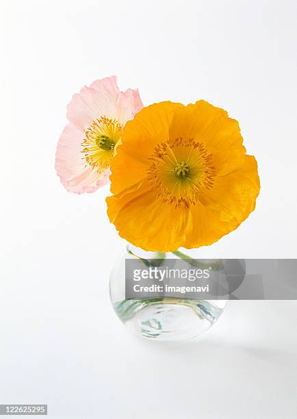 poppy - poppies in vase stock pictures, royalty-free photos & images