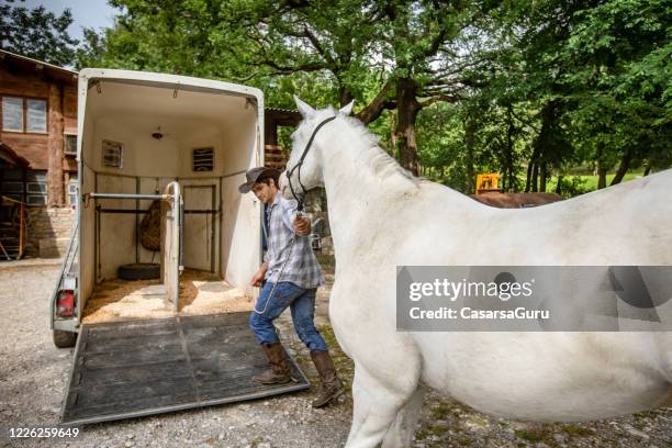 jonge volwassen mens die zijn wit paard op de aanhangwagen van het paard trekt - paardenwagen stockfoto's en -beelden
