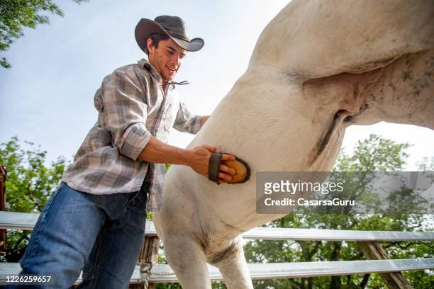low angle view op young adult cowboy borstelen zijn ruin outdoors - castration stockfoto's en -beelden