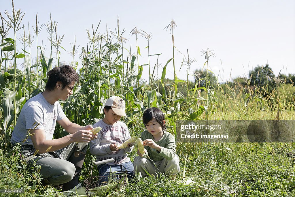 Family in a sweet corn field