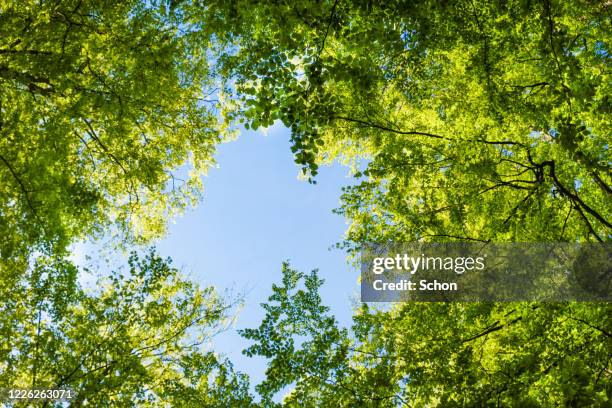 view upwards in beech forest in spring in clear sunlight with an opening against blue sky - may stockfoto's en -beelden