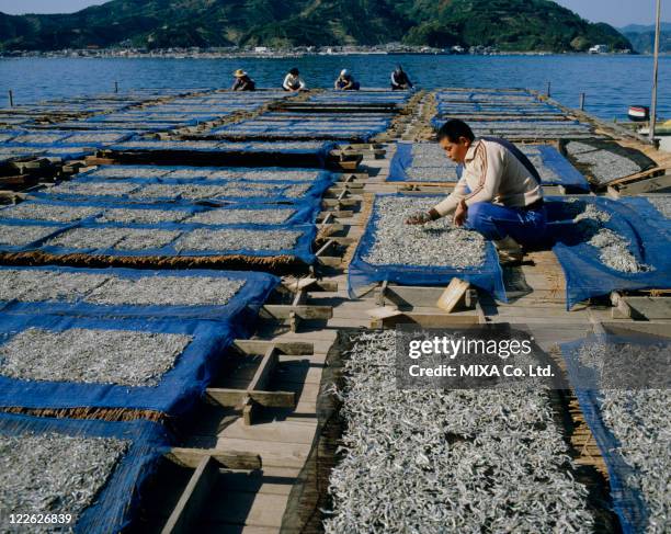 Fish Processing Drying Rack 730 Fish Drying Racks Stock Photos, High-Res Pictures, and Images ...
