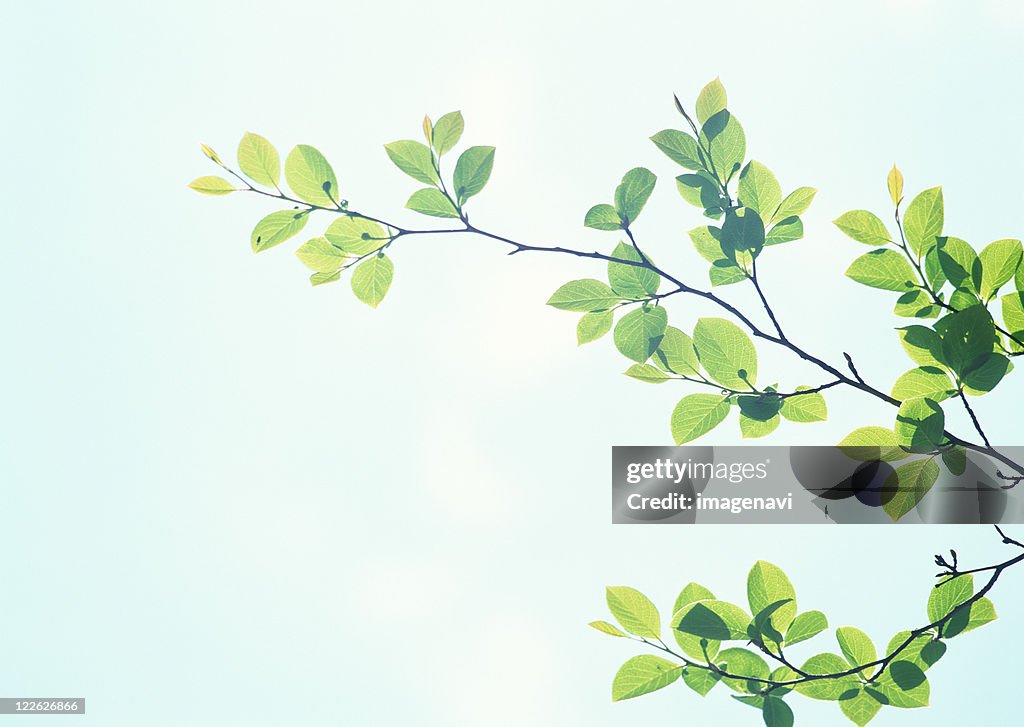 Branches and Leaves