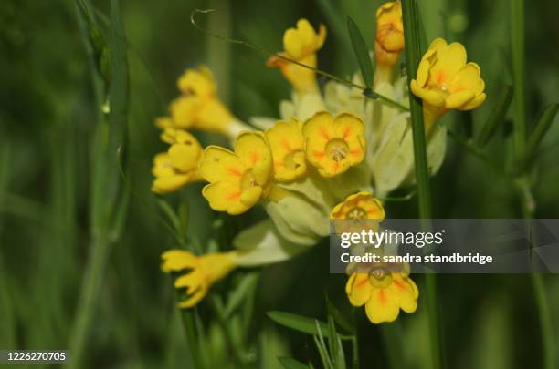 a pretty cowslip flower growing in a meadow in springtime. - cowslip stock pictures, royalty-free photos & images