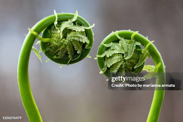 fern fronds - helecho fotografías e imágenes de stock
