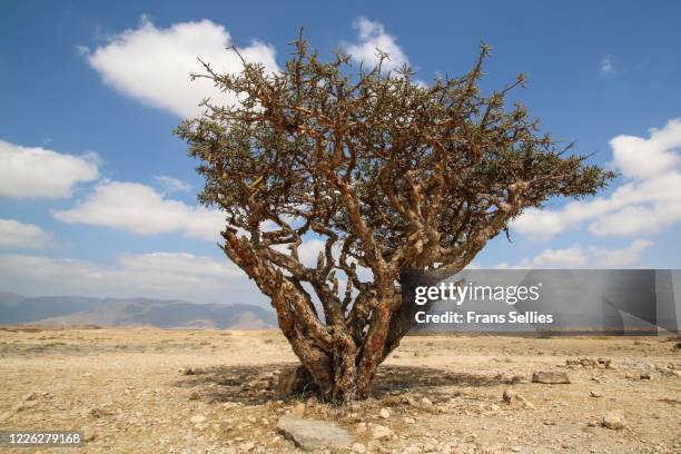 frankincense tree in dhofar, oman - olibanum bildbanksfoton och bilder