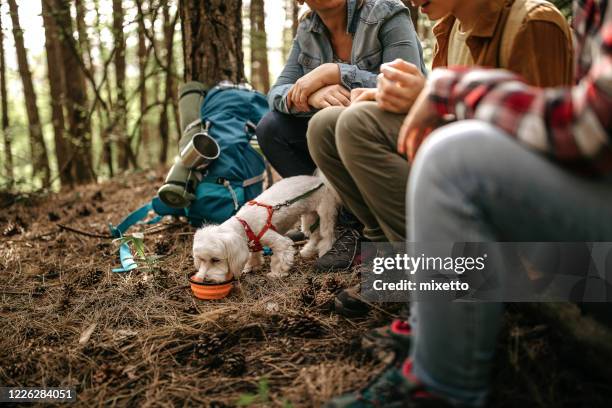 mother with children relaxing at forest - dog eating a girl out stock pictures, royalty-free photos & images