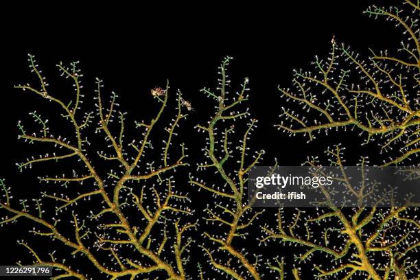 sea fan hydroid solanderia sp., hidden beauty of the deep, pantar strait, indonesia - gorgonia sp stock pictures, royalty-free photos & images