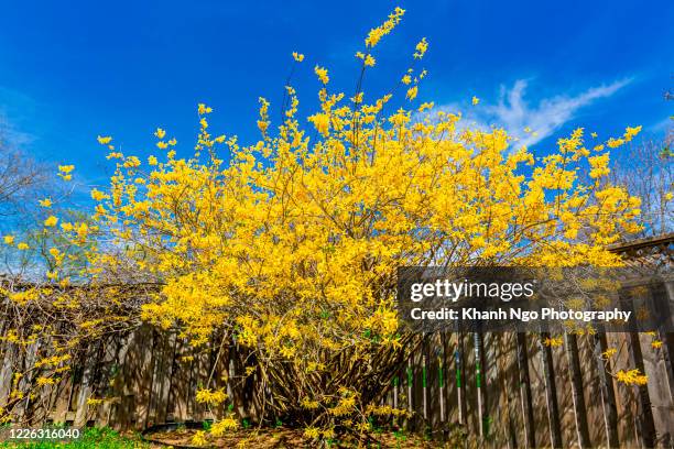 forsythia, a flower of spring - forsythia x intermedia spring glory stock pictures, royalty-free photos & images