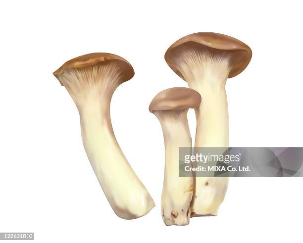 eryngii mushrooms - king trumpet mushroom - fotografias e filmes do acervo