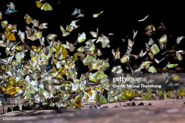 butterfly in nature. - dark botanical fauna stockfoto's en -beelden